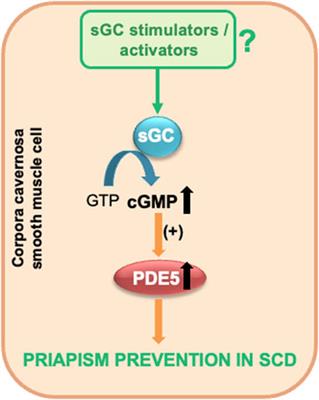 Soluble guanylate cyclase stimulators and activators: new horizons in the treatment of priapism associated with sickle cell disease